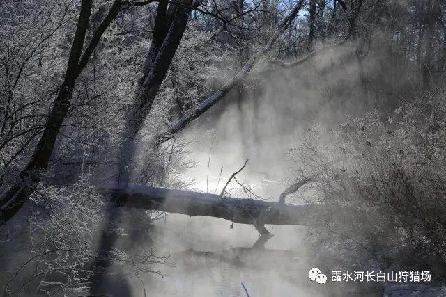 都不看好！亚洲杯官推投票，87%网友看好卡塔尔获胜